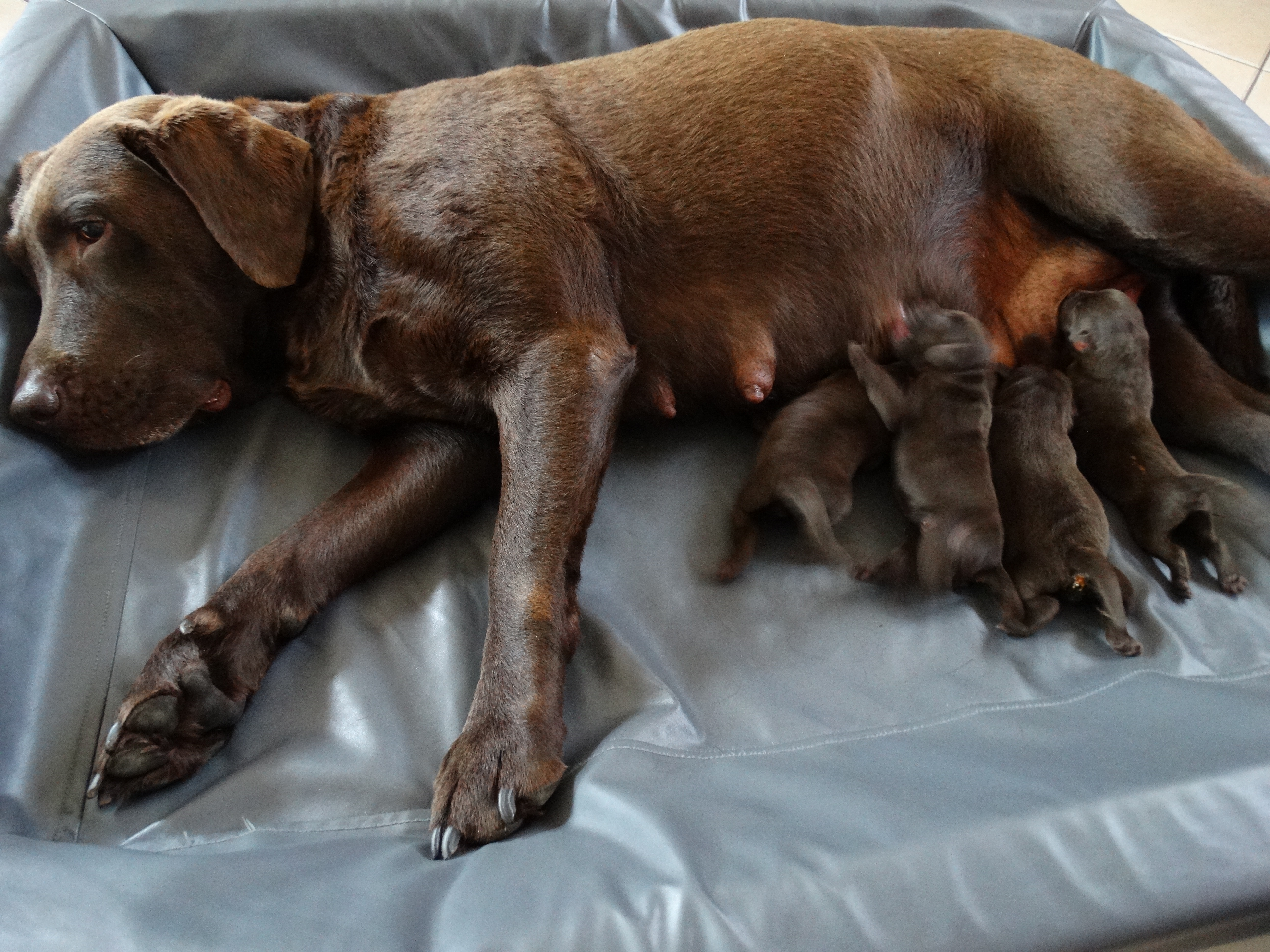 Moorings Hill - Labradors