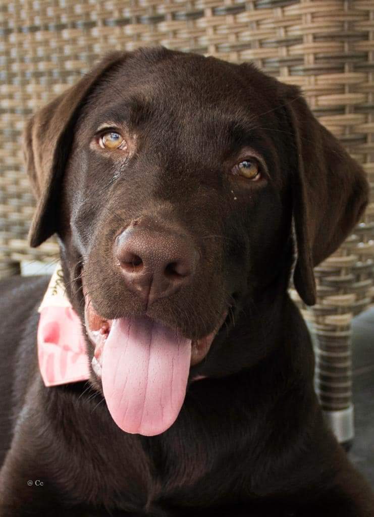 Moorings Hill - Labradors