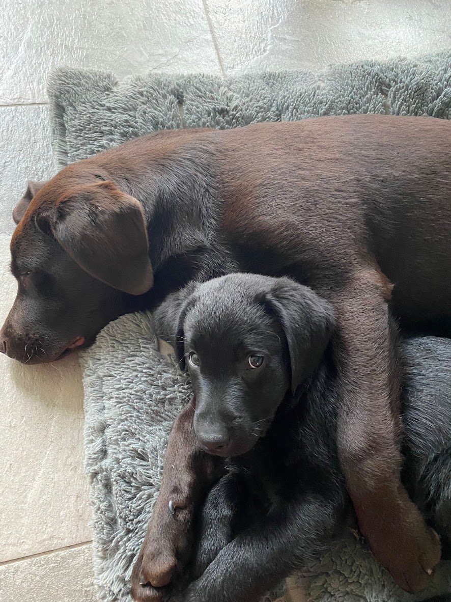 Moorings Hill - Labradors