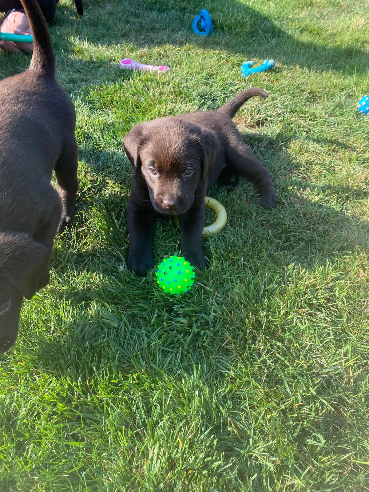 Moorings Hill - Labradors