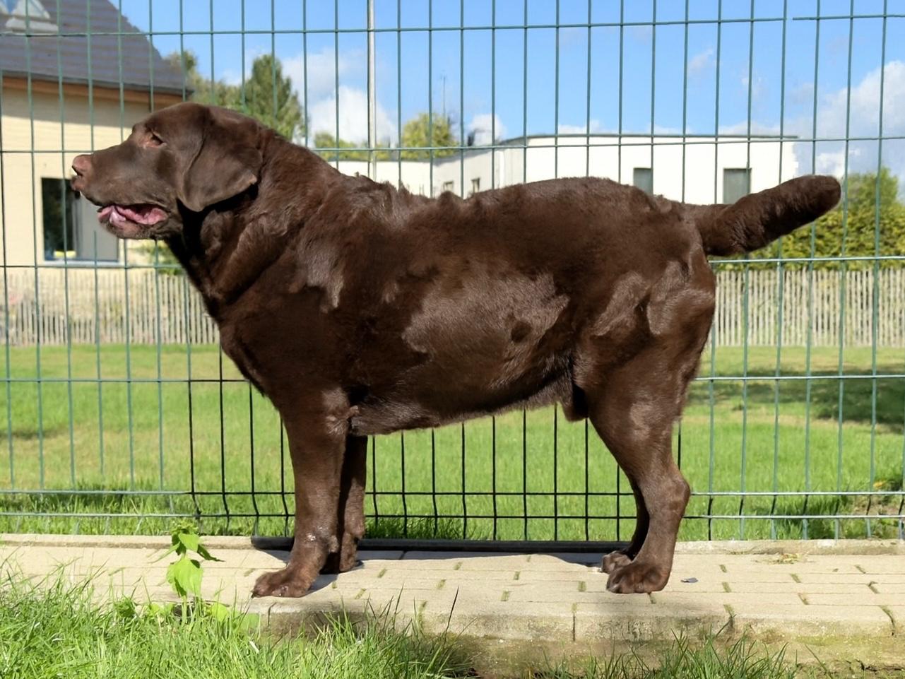 Moorings Hill - Labrador - Finn