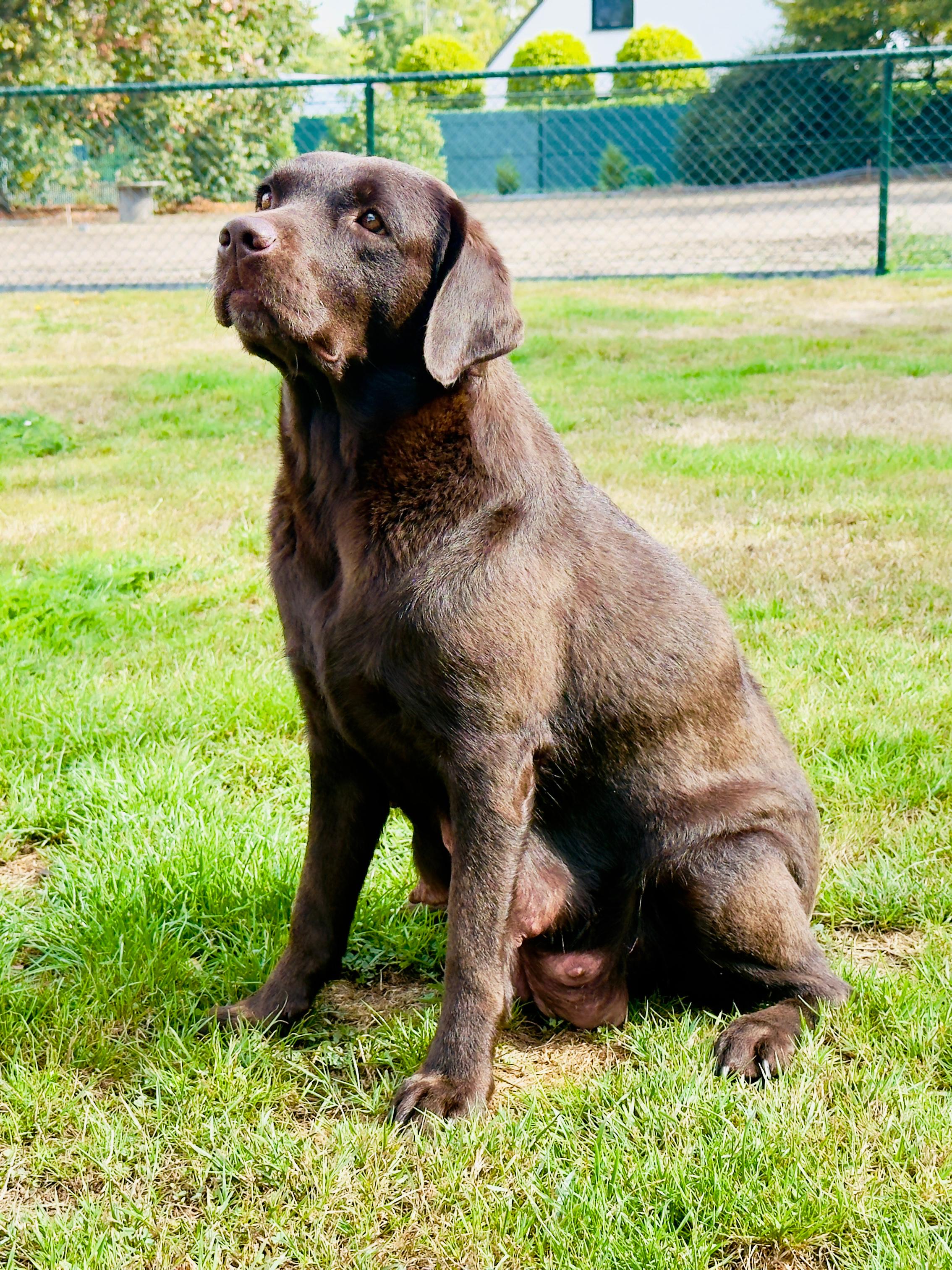 Moorings Hill - Labrador - Willow