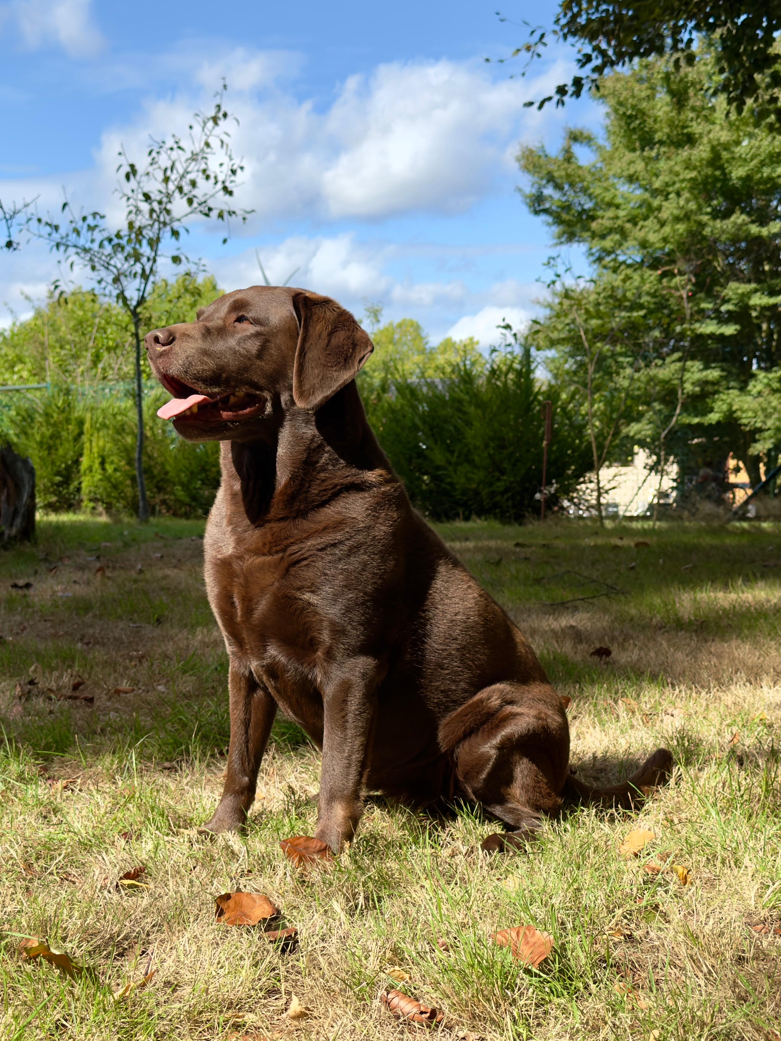 Moorings Hill - Labrador - Quincy