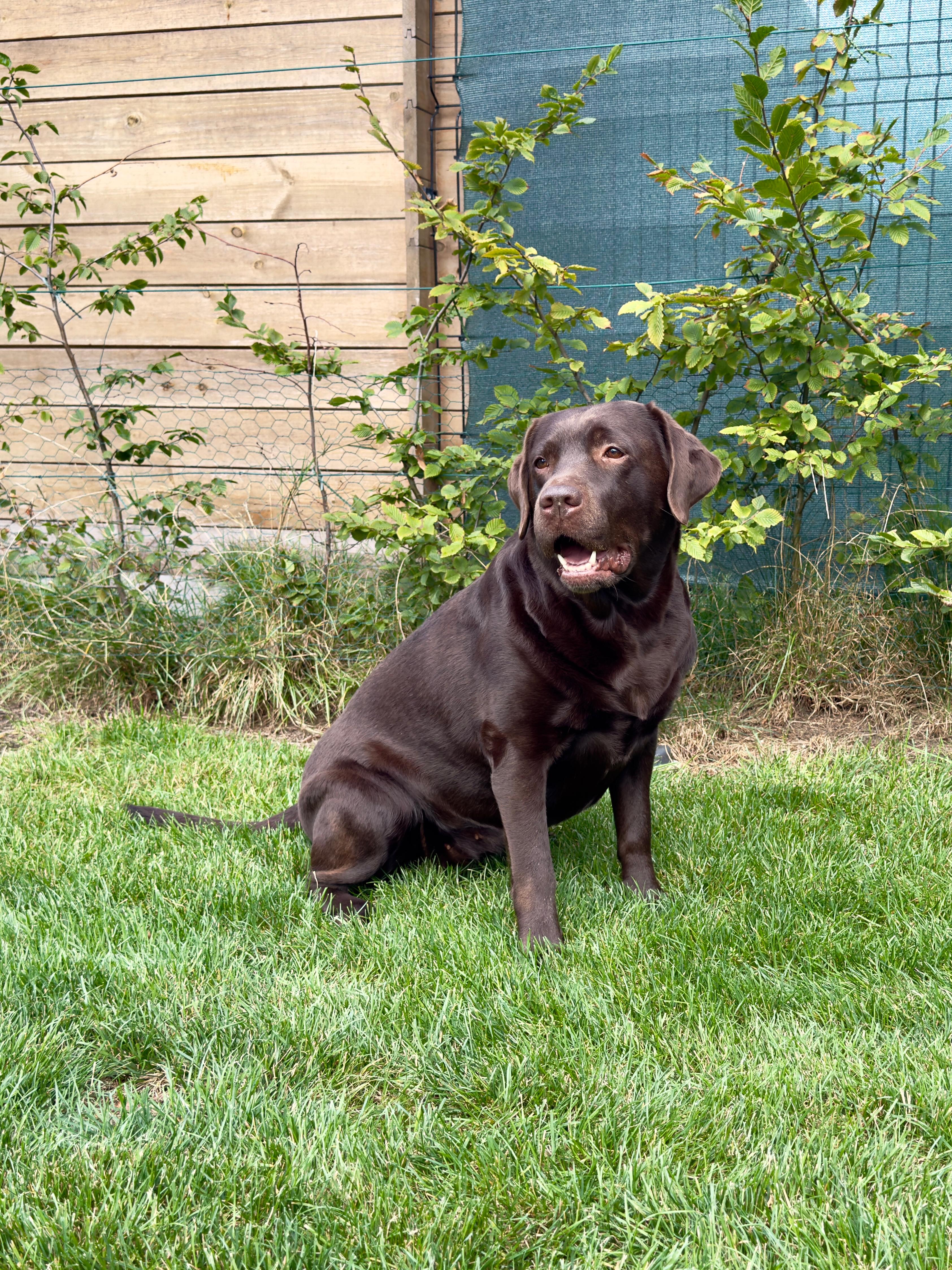 Moorings Hill - Labrador - Trix