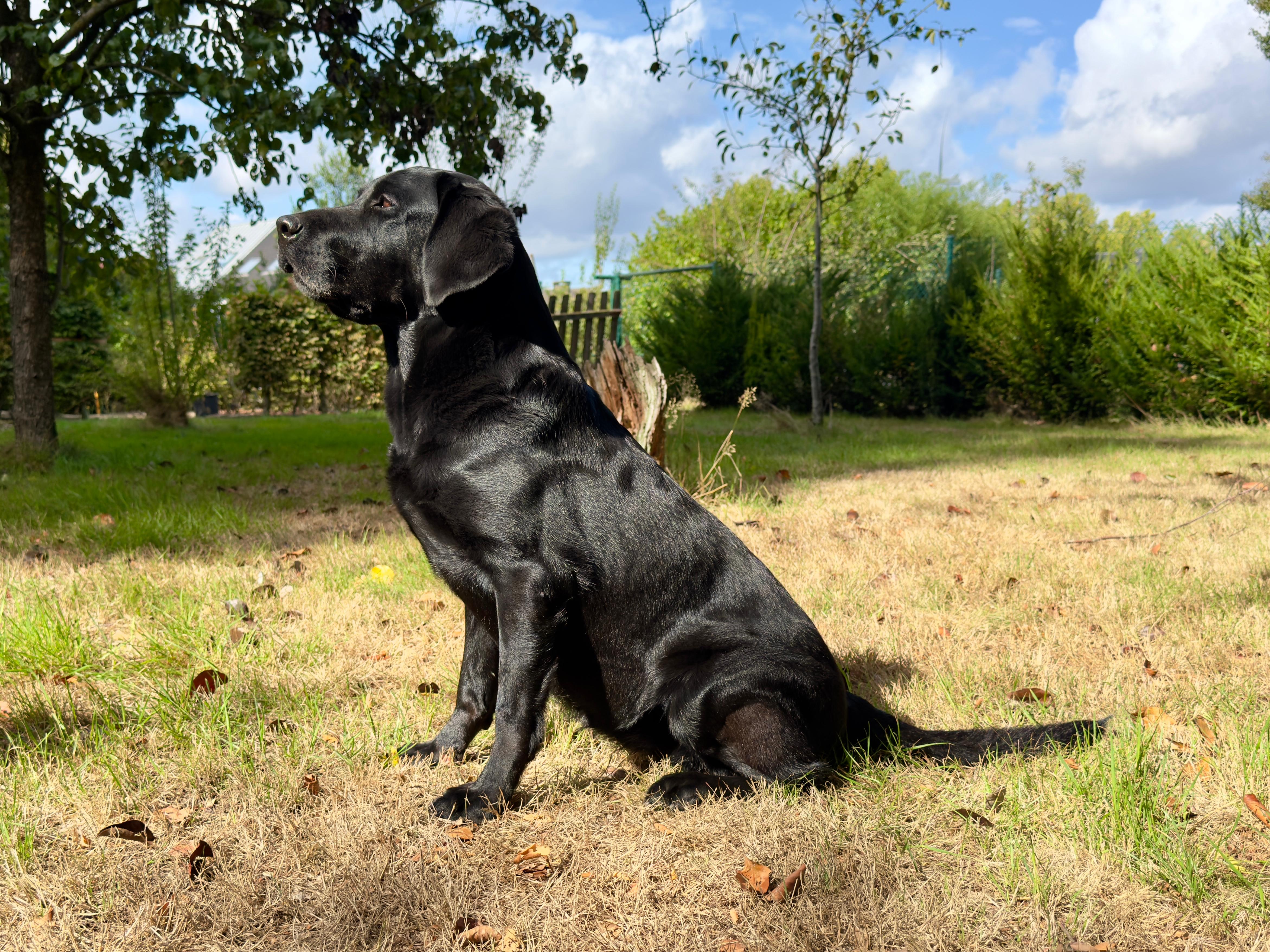Moorings Hill - Labrador - Sunny