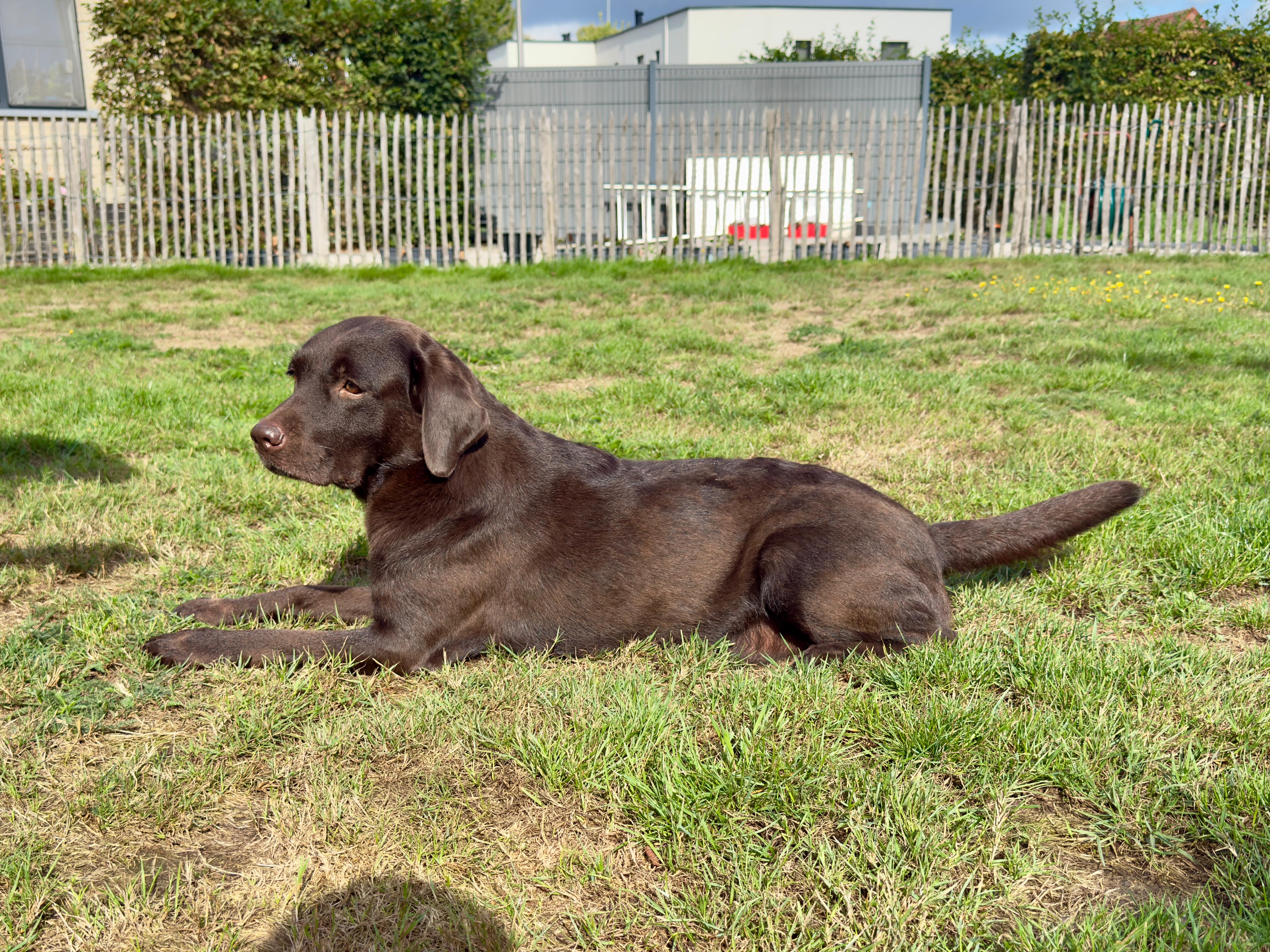 Moorings Hill - Labrador - Willow