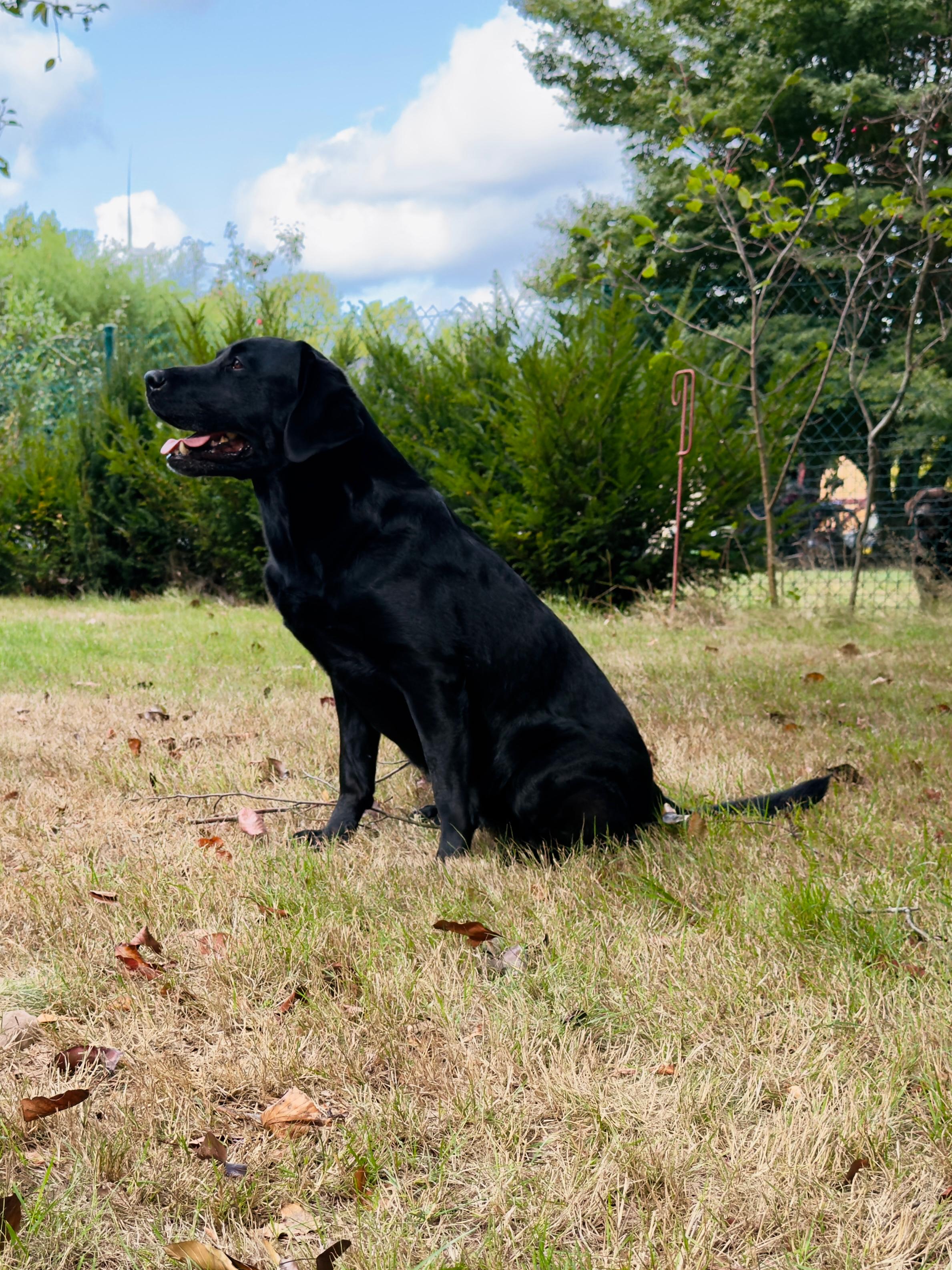 Moorings Hill - Labrador - Sunny