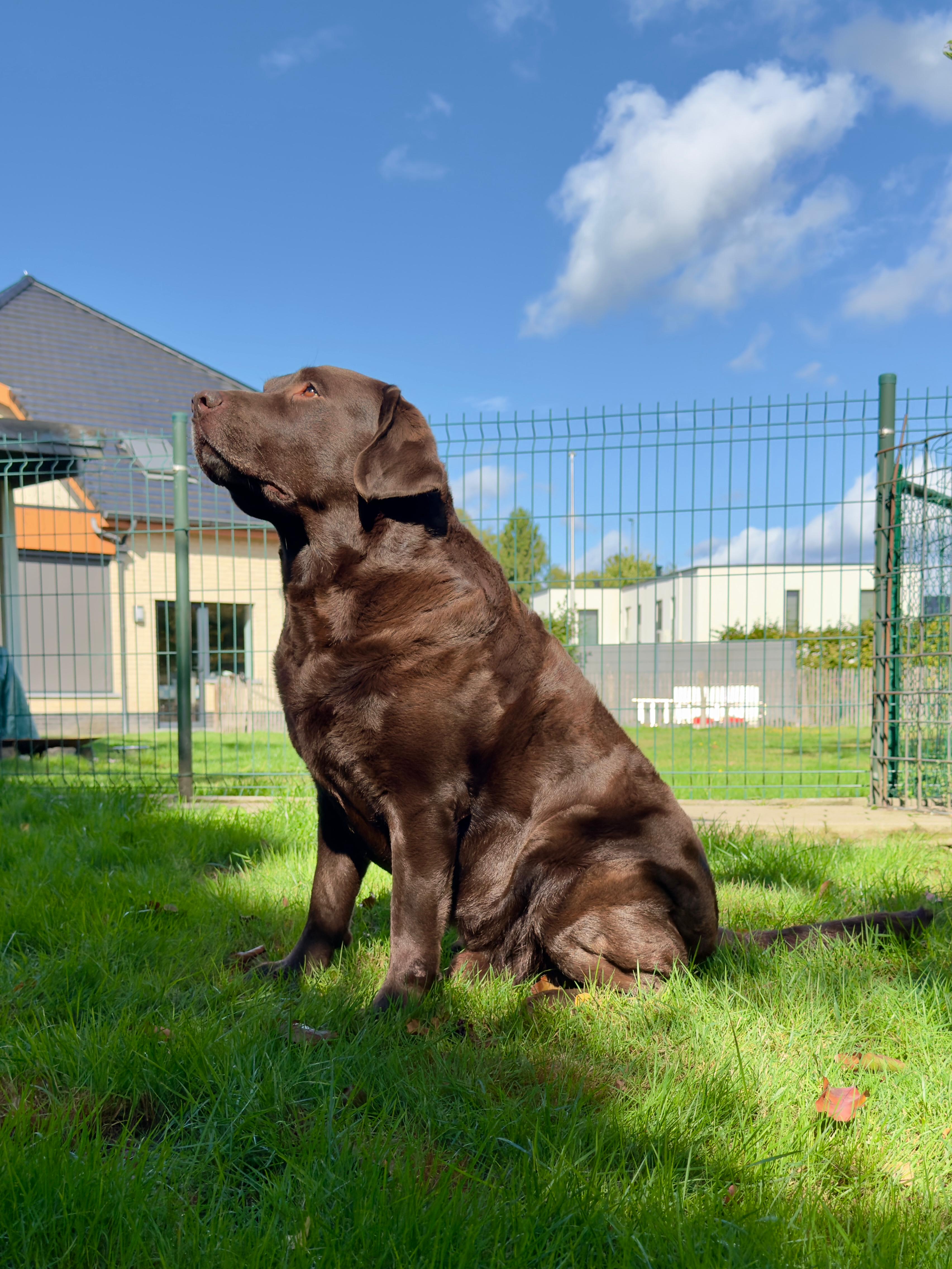 Moorings Hill - Labrador - Finn