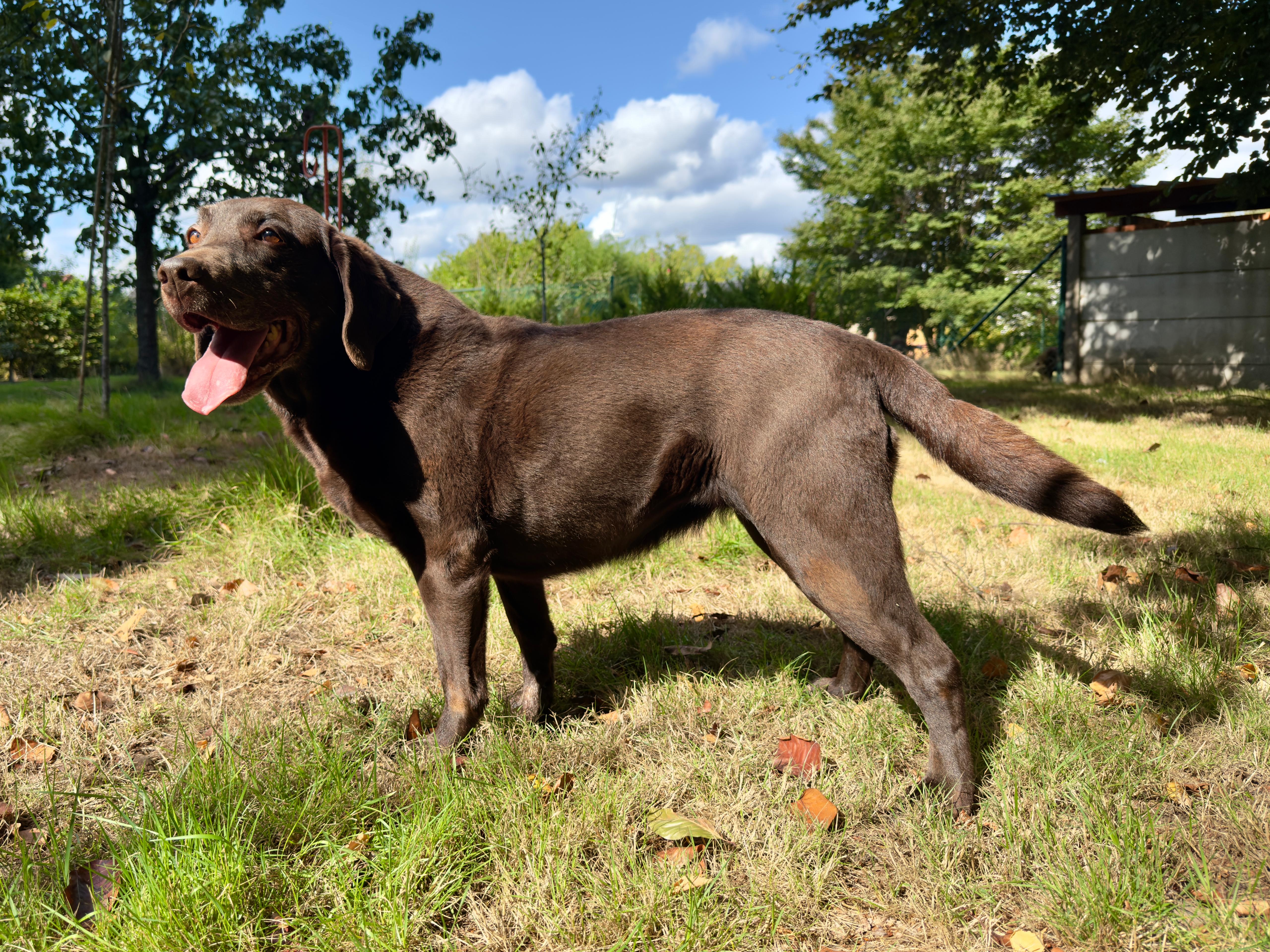 Moorings Hill - Labrador - Zina