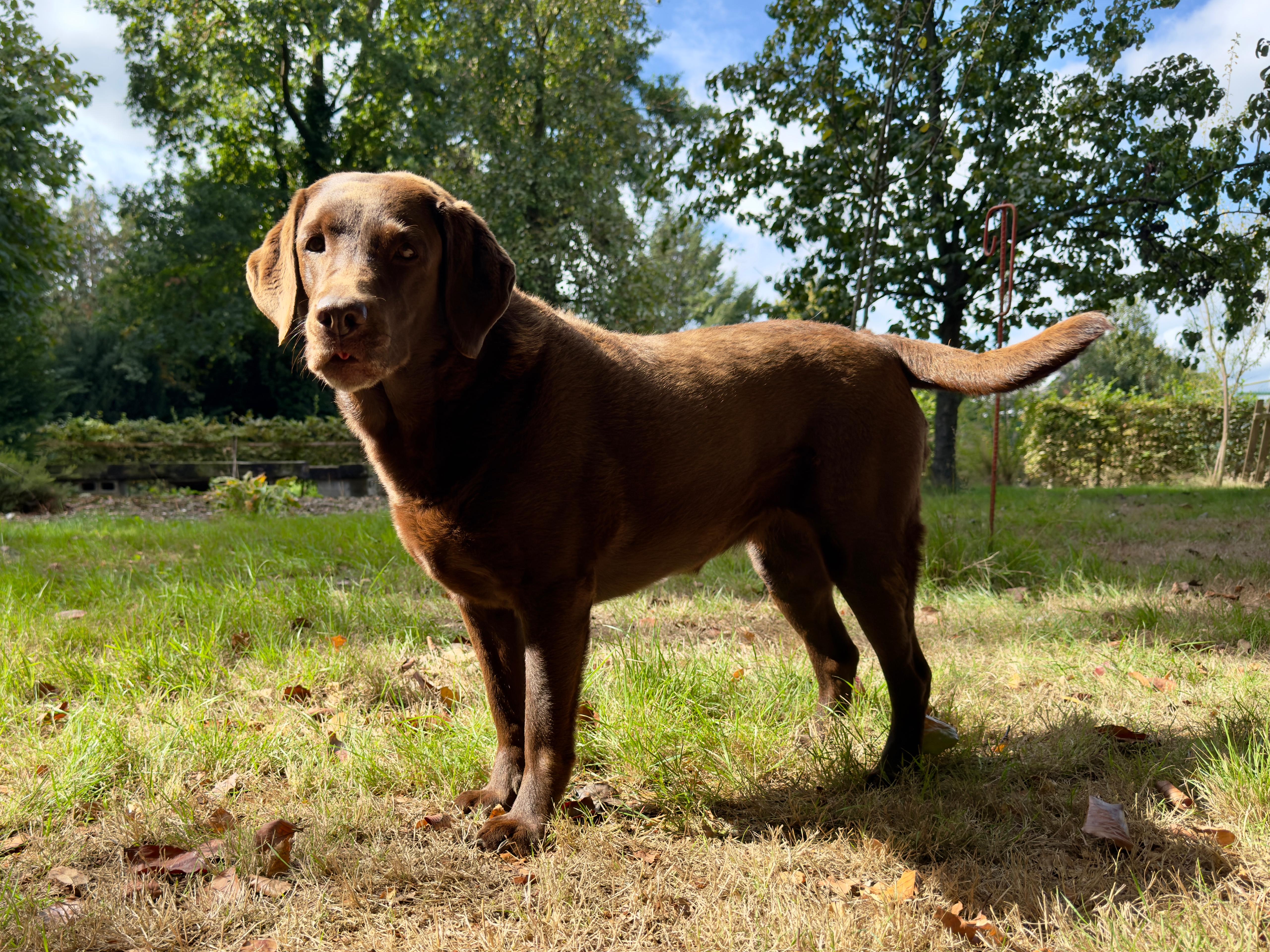 Moorings Hill - Labrador - Quincy