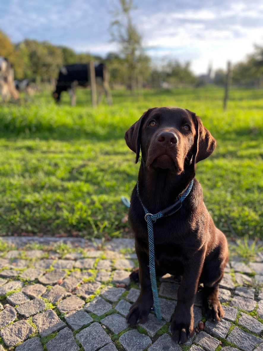 Moorings Hill - Labradors
