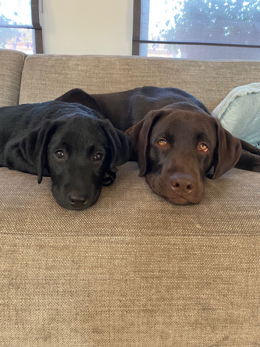 Moorings Hill - Labradors