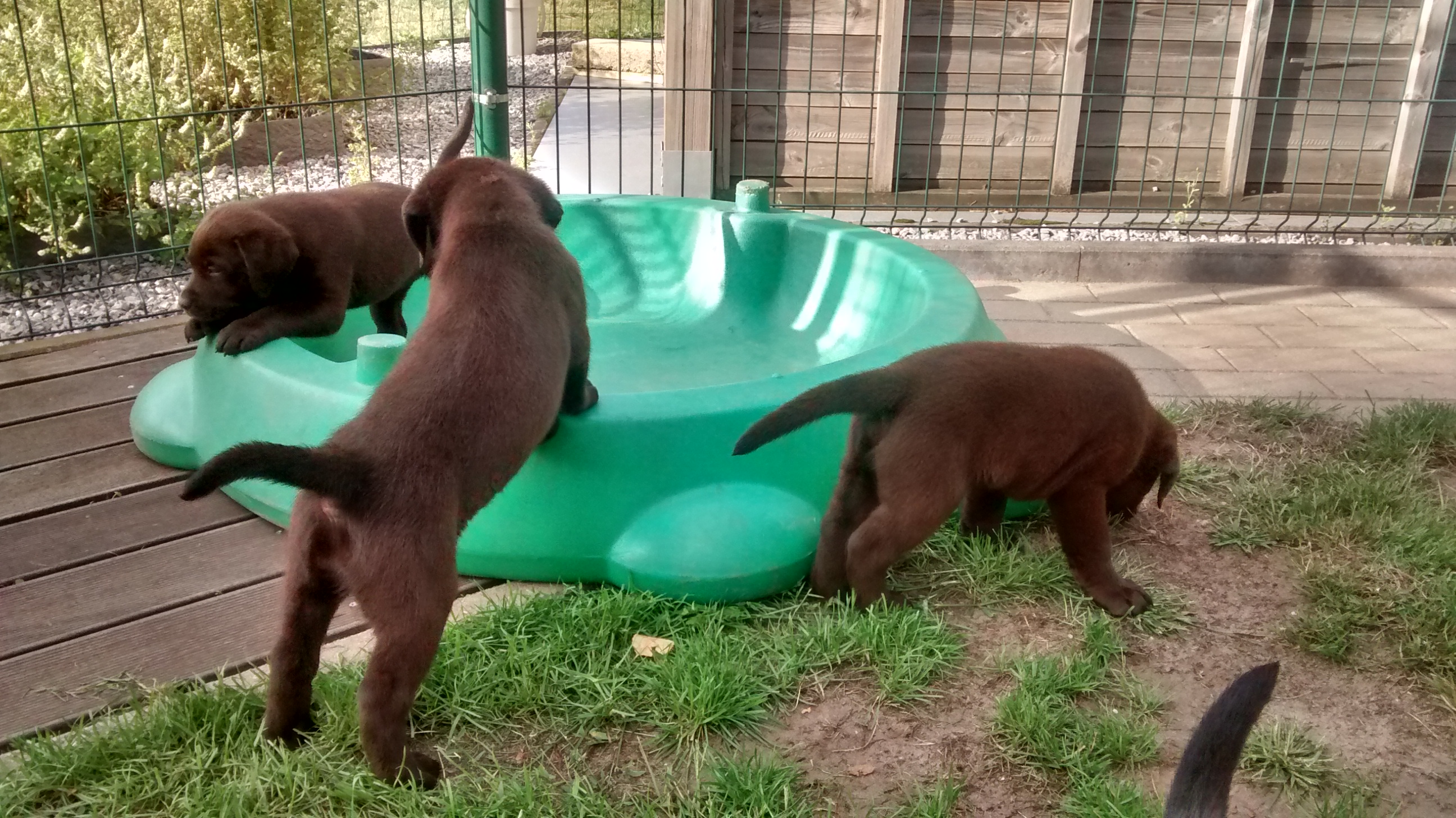 Moorings Hill - Labradors